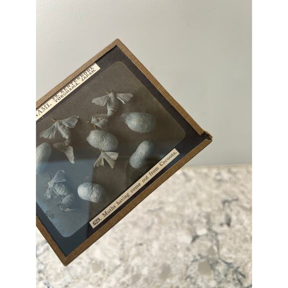 Antique Magic Glass Lantern Slide T. Enami Moths Having Come out from Cocoons JL - Picture 4 of 4
